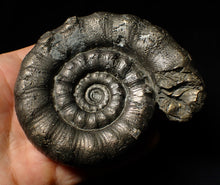 Load image into Gallery viewer, Huge chunky pyrite Eoderoceras ammonite fossil (98 mm)