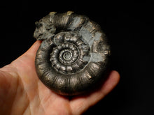 Load image into Gallery viewer, Huge chunky pyrite Eoderoceras ammonite fossil (98 mm)