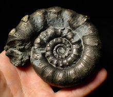 Load image into Gallery viewer, Huge chunky pyrite Eoderoceras ammonite fossil (98 mm)