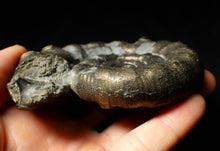 Load image into Gallery viewer, Huge chunky pyrite Eoderoceras ammonite fossil (98 mm)