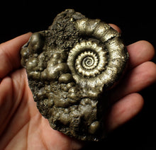 Load image into Gallery viewer, Large pyrite Eoderoceras ammonite fossil (105 mm)