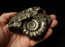 Load image into Gallery viewer, Large pyrite Eoderoceras ammonite fossil (105 mm)