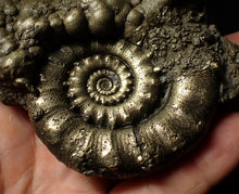 Load image into Gallery viewer, Large pyrite Eoderoceras ammonite fossil (105 mm)