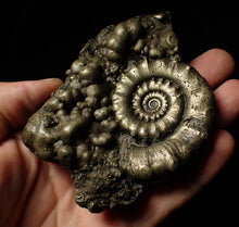 Load image into Gallery viewer, Large pyrite Eoderoceras ammonite fossil (105 mm)