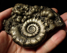 Load image into Gallery viewer, Large pyrite Eoderoceras ammonite fossil (105 mm)