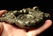 Load image into Gallery viewer, Large pyrite Eoderoceras ammonite fossil (105 mm)