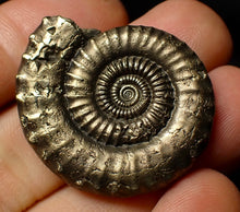 Load image into Gallery viewer, Large Crucilobiceras pyrite ammonite (36 mm)
