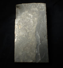 Load image into Gallery viewer, Green iridescent popped Caloceras display ammonite fossil