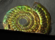 Load image into Gallery viewer, Green iridescent popped Caloceras display ammonite fossil