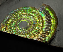 Load image into Gallery viewer, Green iridescent popped Caloceras display ammonite fossil