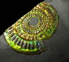 Load image into Gallery viewer, Green iridescent popped Caloceras display ammonite fossil