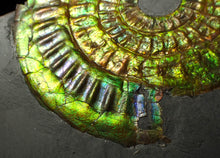 Load image into Gallery viewer, Green iridescent popped Caloceras display ammonite fossil