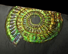 Load image into Gallery viewer, Green iridescent popped Caloceras display ammonite fossil
