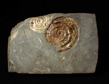 Load image into Gallery viewer, Iridescent Psiloceras multi-ammonite fossil display piece