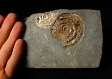 Load image into Gallery viewer, Iridescent Psiloceras multi-ammonite fossil display piece