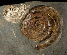 Load image into Gallery viewer, Iridescent Psiloceras multi-ammonite fossil display piece