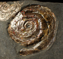 Load image into Gallery viewer, Iridescent Psiloceras multi-ammonite fossil display piece