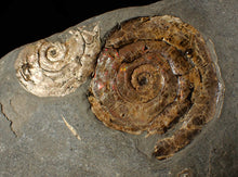 Load image into Gallery viewer, Iridescent Psiloceras multi-ammonite fossil display piece