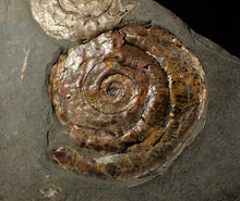 Load image into Gallery viewer, Iridescent Psiloceras multi-ammonite fossil display piece