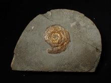 Load image into Gallery viewer, Iridescent Psiloceras ammonite fossil display piece