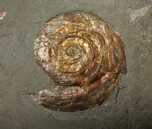 Load image into Gallery viewer, Iridescent Psiloceras ammonite fossil display piece