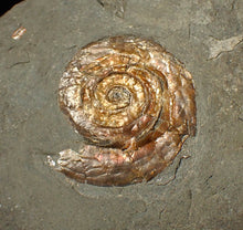 Load image into Gallery viewer, Iridescent Psiloceras ammonite fossil display piece