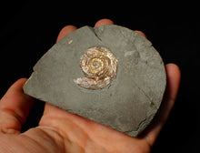 Load image into Gallery viewer, Iridescent Psiloceras ammonite fossil display piece