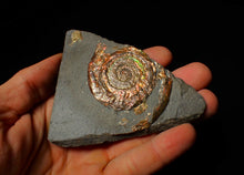 Load image into Gallery viewer, Rainbow iridescent Psiloceras ammonite fossil display piece