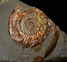 Load image into Gallery viewer, Rainbow iridescent Psiloceras ammonite fossil display piece