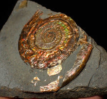 Load image into Gallery viewer, Rainbow iridescent Psiloceras ammonite fossil display piece