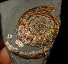 Load image into Gallery viewer, Rainbow iridescent Psiloceras ammonite fossil display piece