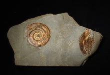 Load image into Gallery viewer, Iridescent Psiloceras multi-ammonite fossil display piece