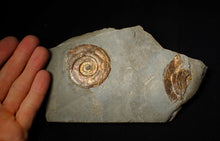 Load image into Gallery viewer, Iridescent Psiloceras multi-ammonite fossil display piece