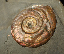Load image into Gallery viewer, Iridescent Psiloceras multi-ammonite fossil display piece