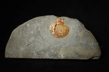 Load image into Gallery viewer, Iridescent Psiloceras ammonite fossil display piece