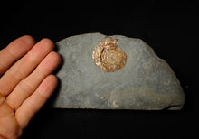 Load image into Gallery viewer, Iridescent Psiloceras ammonite fossil display piece