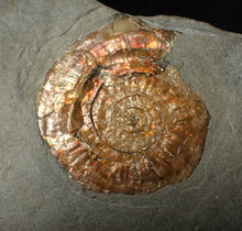 Load image into Gallery viewer, Iridescent Psiloceras ammonite fossil display piece