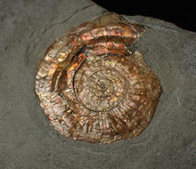 Load image into Gallery viewer, Iridescent Psiloceras ammonite fossil display piece