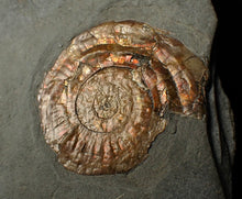 Load image into Gallery viewer, Iridescent Psiloceras ammonite fossil display piece