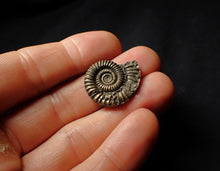 Load image into Gallery viewer, Crucilobiceras pyrite ammonite (26 mm)