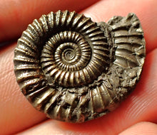 Load image into Gallery viewer, Crucilobiceras pyrite ammonite (26 mm)