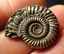 Load image into Gallery viewer, Crucilobiceras pyrite ammonite (26 mm)
