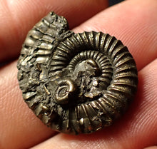 Load image into Gallery viewer, Crucilobiceras pyrite ammonite (26 mm)