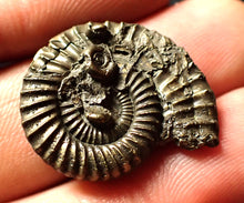 Load image into Gallery viewer, Crucilobiceras pyrite ammonite (26 mm)