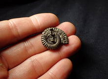 Load image into Gallery viewer, Crucilobiceras pyrite ammonite (26 mm)