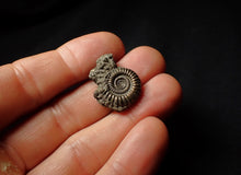 Load image into Gallery viewer, Crucilobiceras pyrite ammonite (25 mm)
