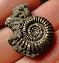 Load image into Gallery viewer, Crucilobiceras pyrite ammonite (25 mm)
