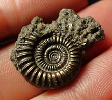Load image into Gallery viewer, Crucilobiceras pyrite ammonite (25 mm)