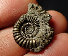 Load image into Gallery viewer, Crucilobiceras pyrite ammonite (25 mm)