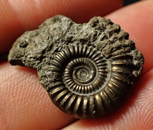 Load image into Gallery viewer, Crucilobiceras pyrite ammonite (25 mm)